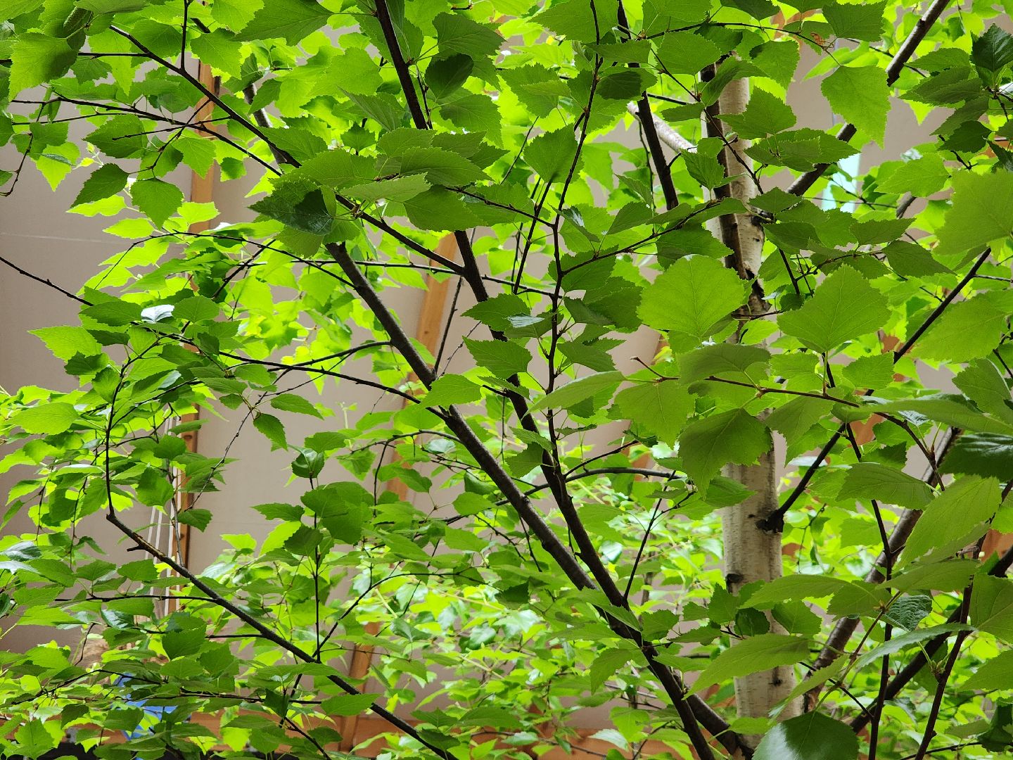 Егорьевск, Подмосковье, Московская область, пыльца,  береза,