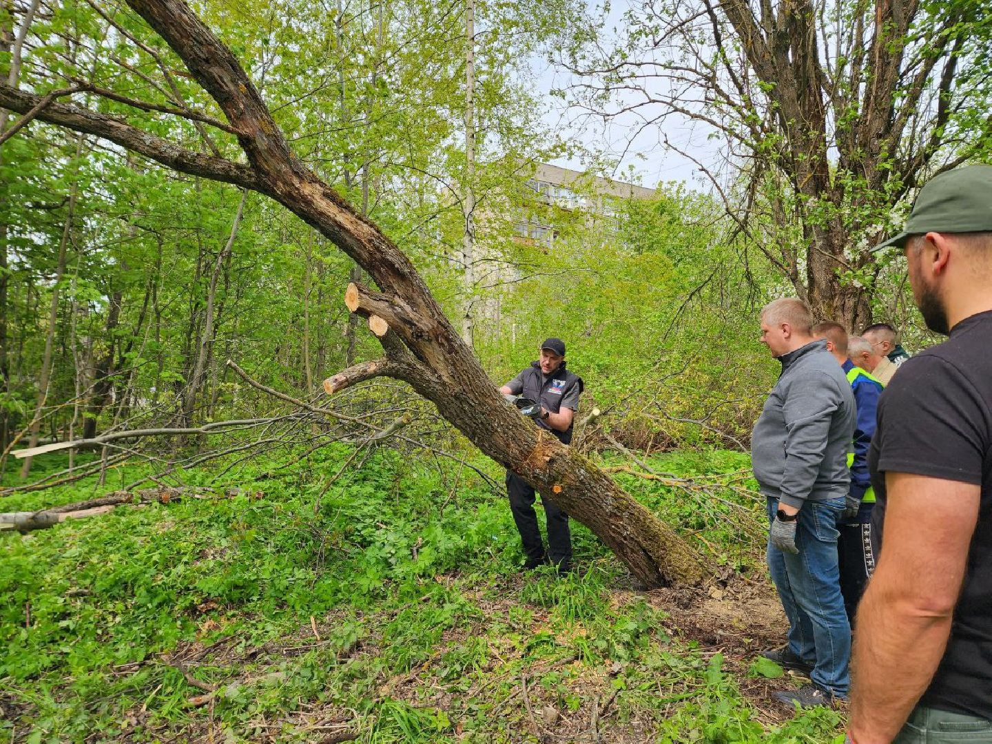 солнечногорск, субботник, уборка, жители, деревья,