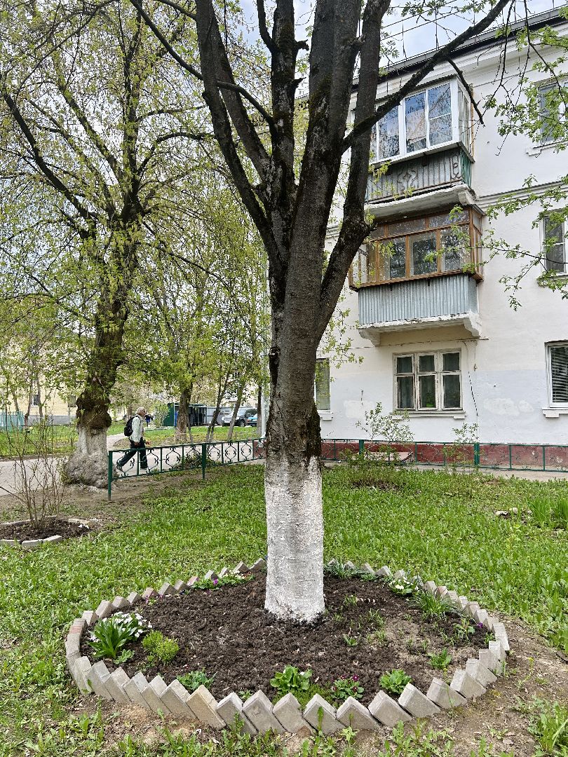 Благоустройство, палисадник, жители, фрязино, цветы