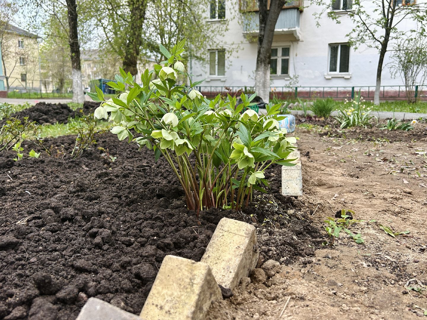 Благоустройство, палисадник, жители, фрязино, цветы