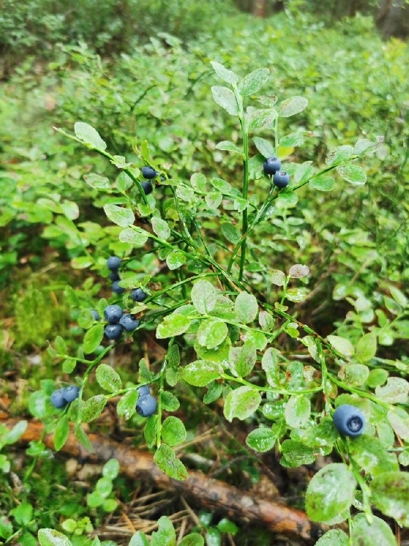 глэмпинг, шатурский округ, туризм в подмосковье,природа шатуры,