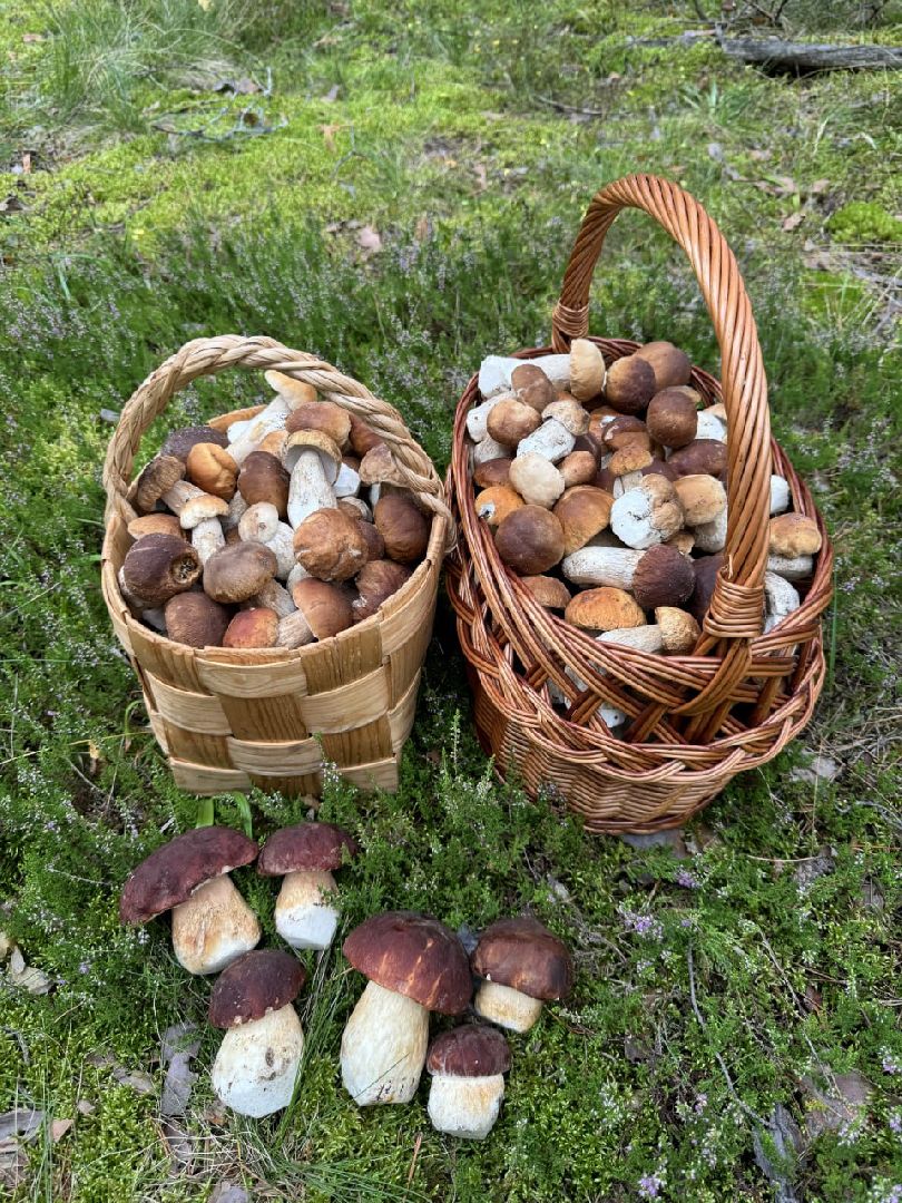 глэмпинг, шатурский округ, туризм в подмосковье,природа шатуры,