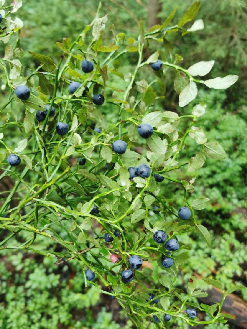 глэмпинг, шатурский округ, туризм в подмосковье,природа шатуры,