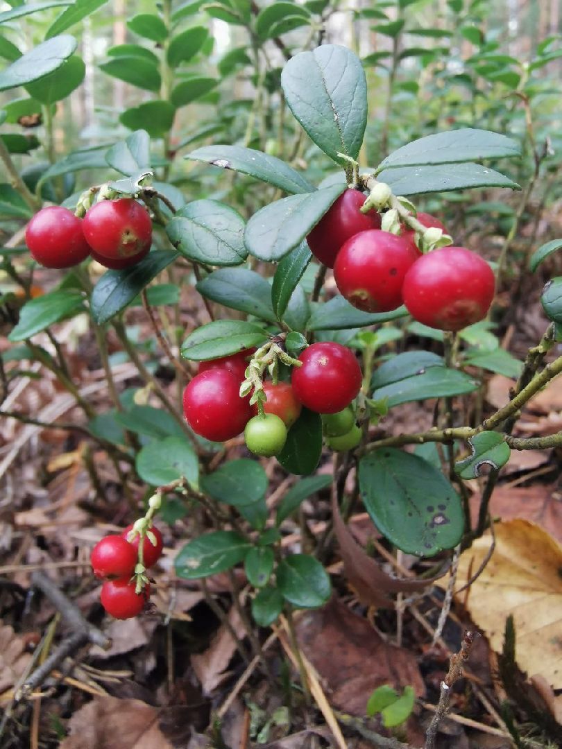глэмпинг, шатурский округ, туризм в подмосковье,природа шатуры,