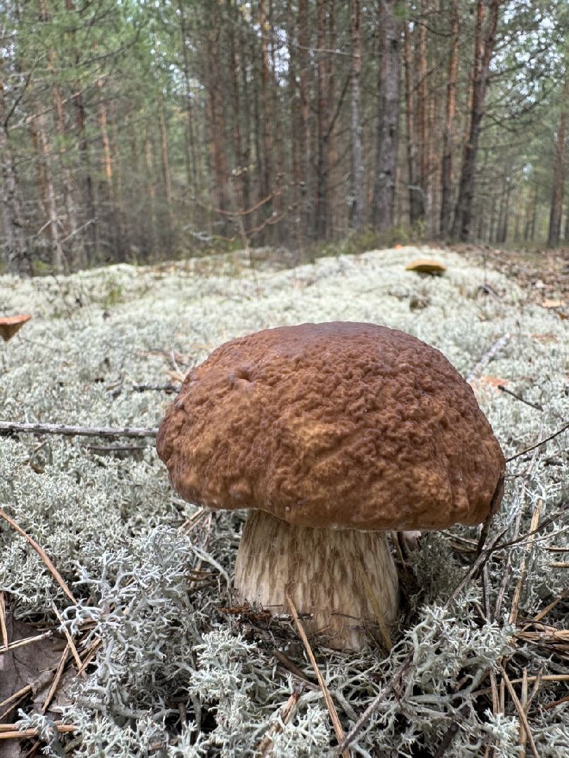 глэмпинг, шатурский округ, туризм в подмосковье,природа шатуры,