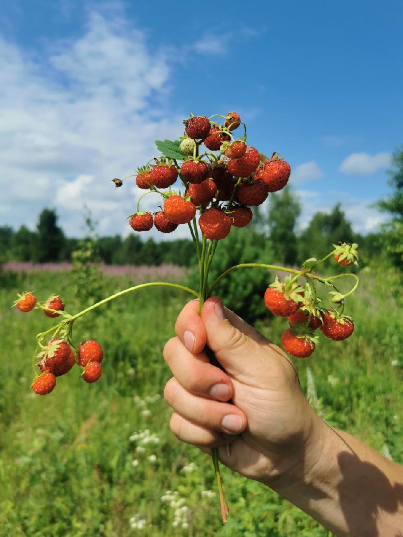 глэмпинг, шатурский округ, туризм в подмосковье,природа шатуры,