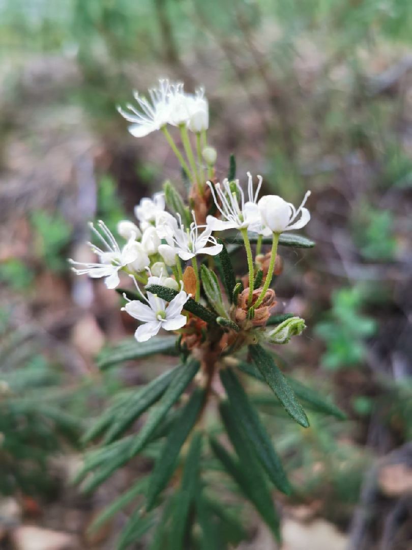 глэмпинг, шатурский округ, туризм в подмосковье,природа шатуры,
