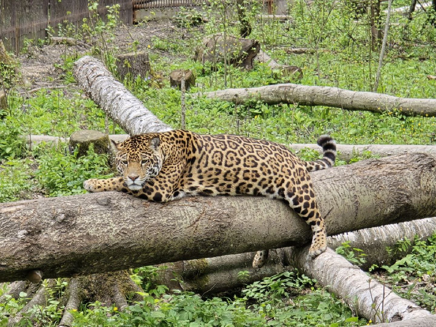 можайск, можайский муниципальный округ, подмосковье, парк тигров, подмосковный сафари-парк, хищные кошки, тигры, львы, туризм, туристы, туристическое место,
