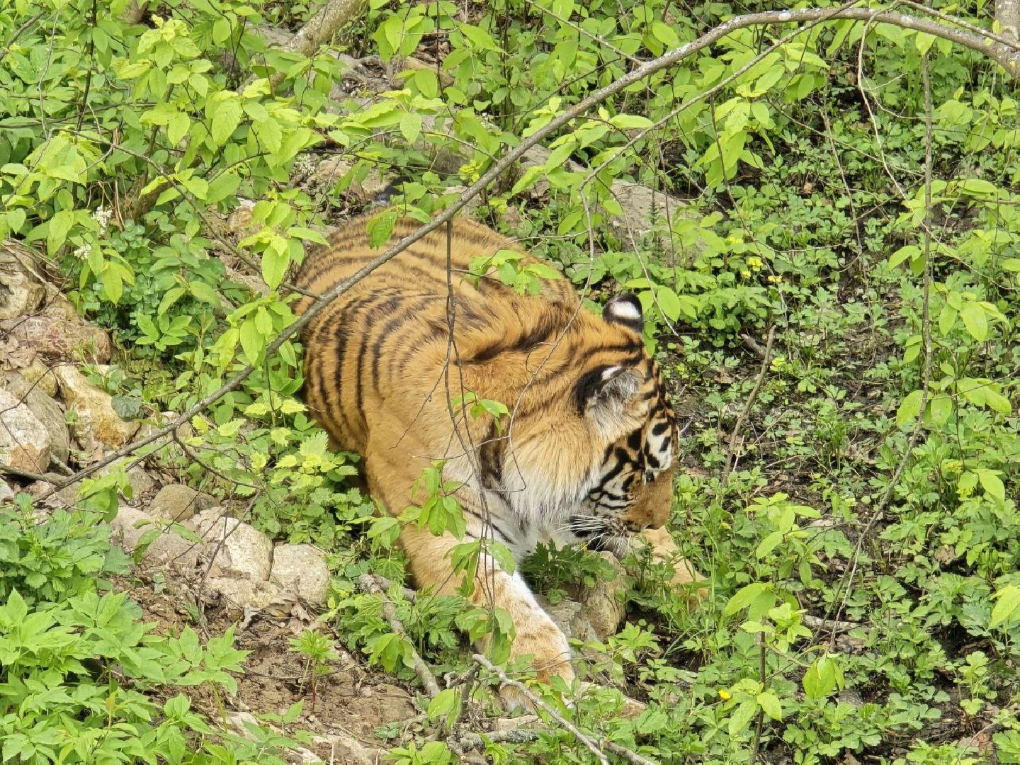 можайск, можайский муниципальный округ, подмосковье, парк тигров, подмосковный сафари-парк, хищные кошки, тигры, львы, туризм, туристы, туристическое место,