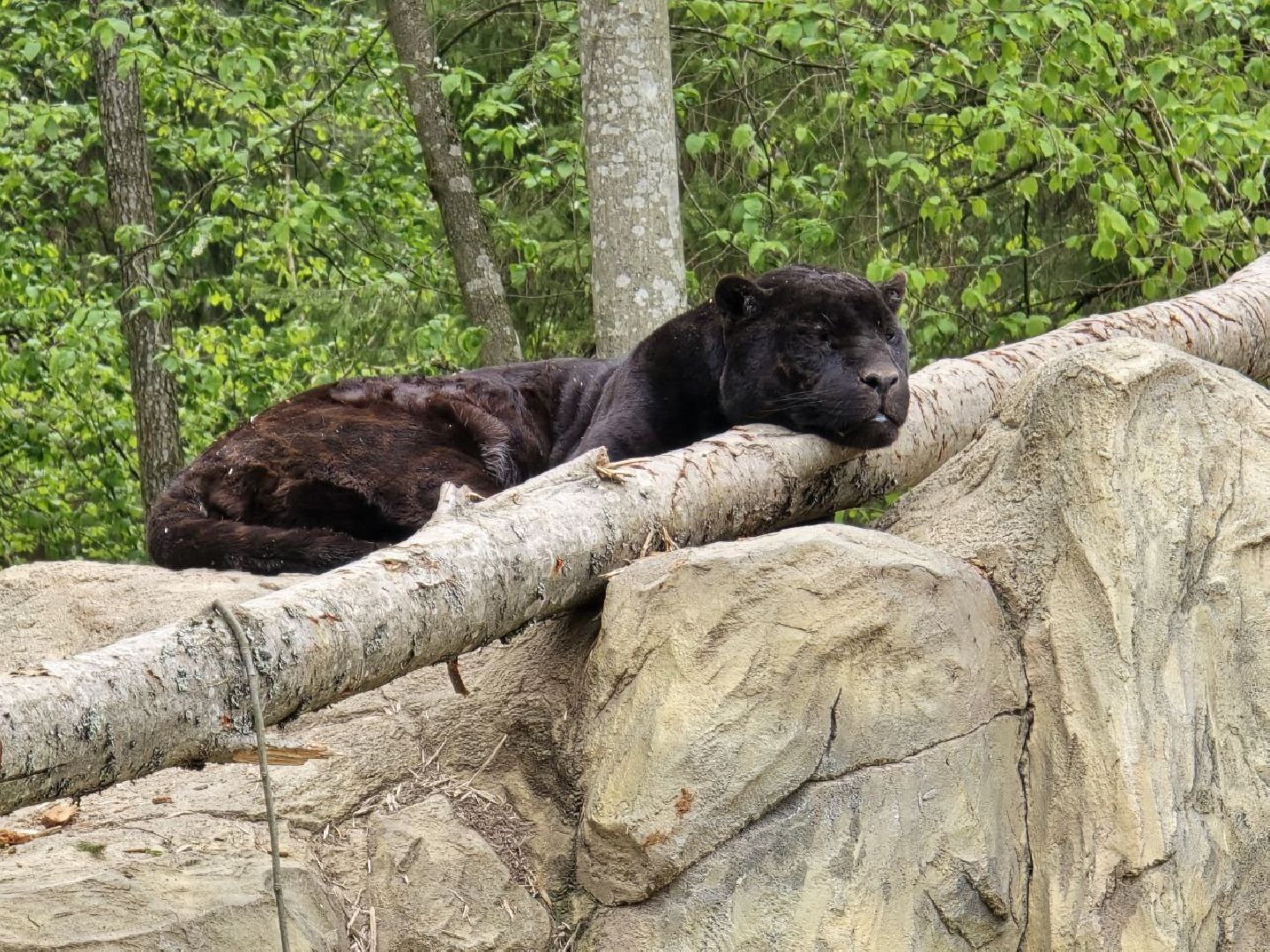 можайск, можайский муниципальный округ, подмосковье, парк тигров, подмосковный сафари-парк, хищные кошки, тигры, львы, туризм, туристы, туристическое место,