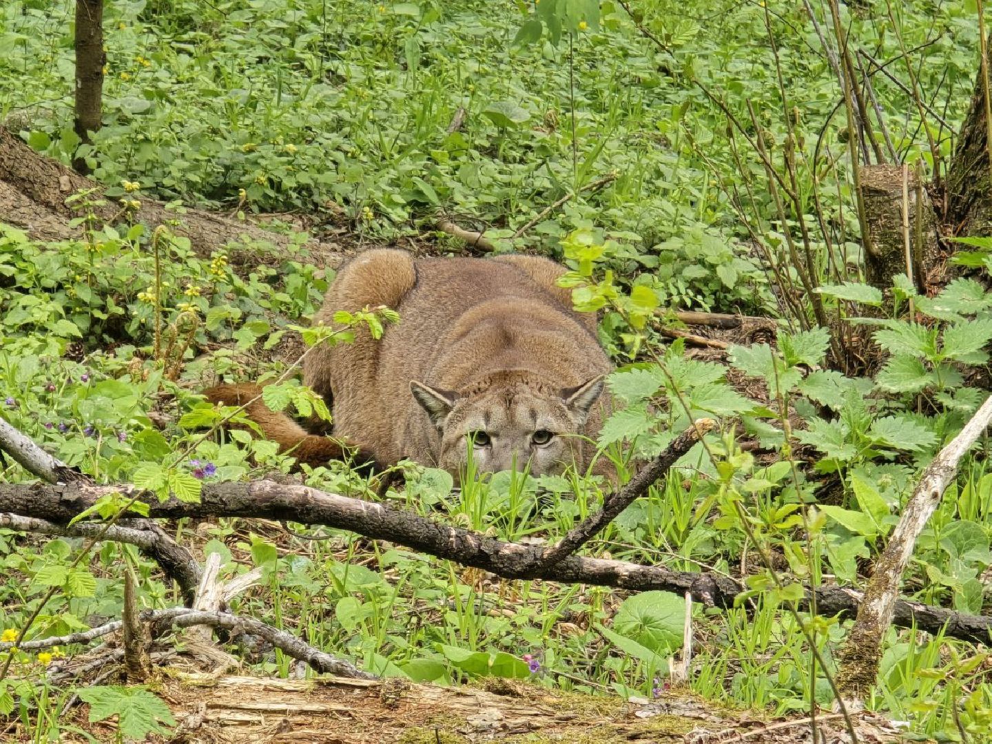 можайск, можайский муниципальный округ, подмосковье, парк тигров, подмосковный сафари-парк, хищные кошки, тигры, львы, туризм, туристы, туристическое место,