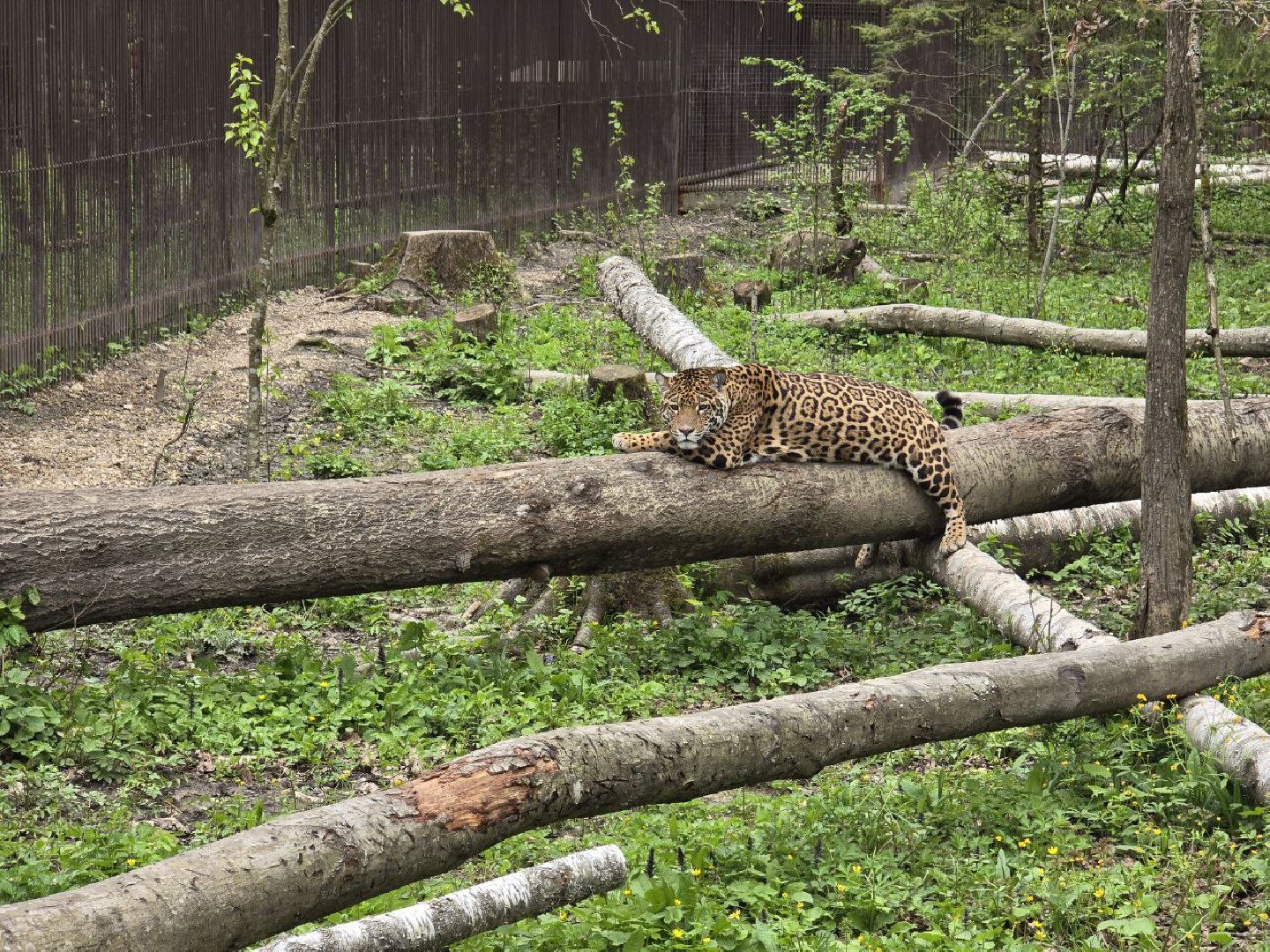 можайск, можайский муниципальный округ, подмосковье, парк тигров, подмосковный сафари-парк, хищные кошки, тигры, львы, туризм, туристы, туристическое место,