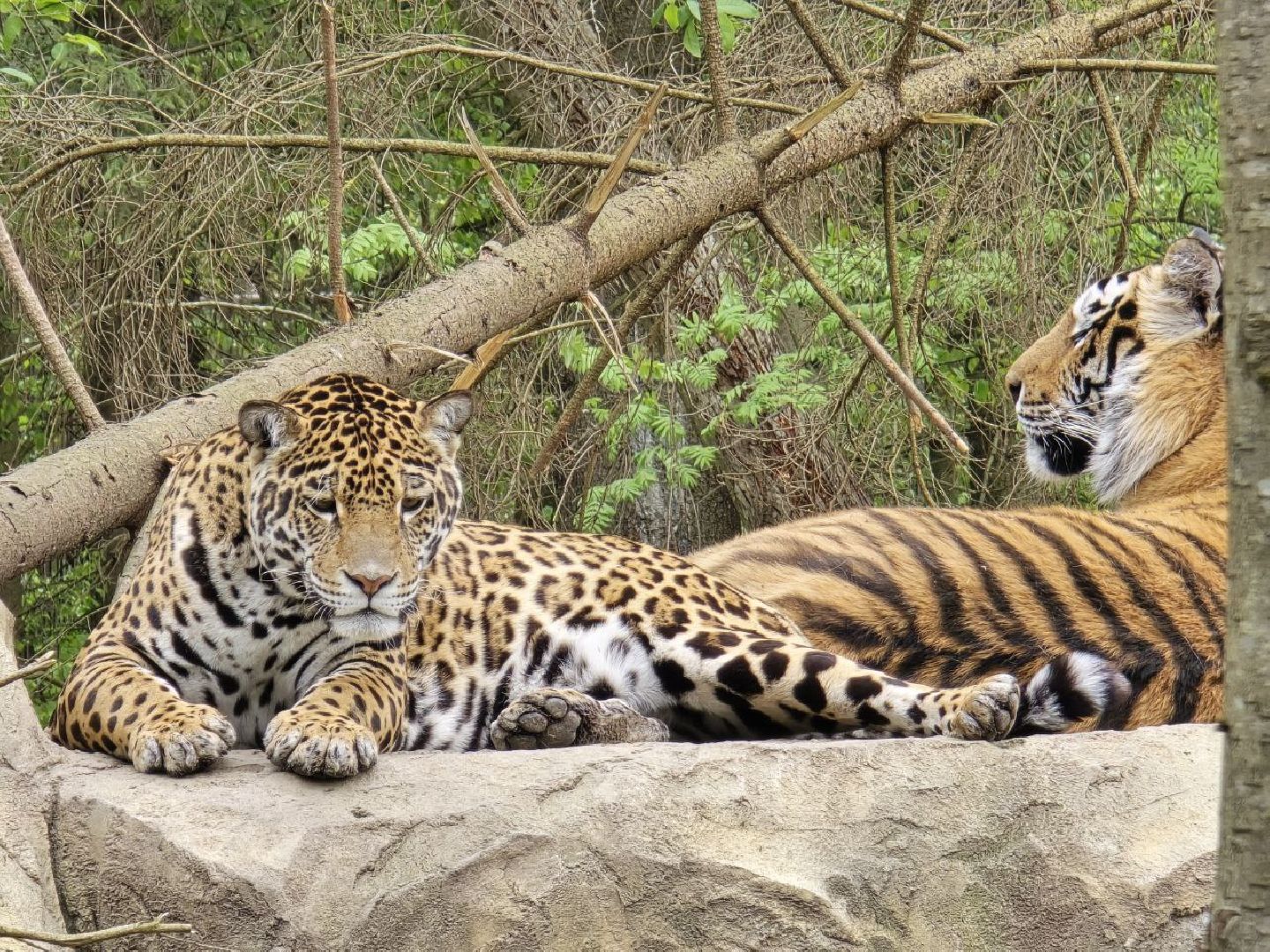 можайск, можайский муниципальный округ, подмосковье, парк тигров, подмосковный сафари-парк, хищные кошки, тигры, львы, туризм, туристы, туристическое место,