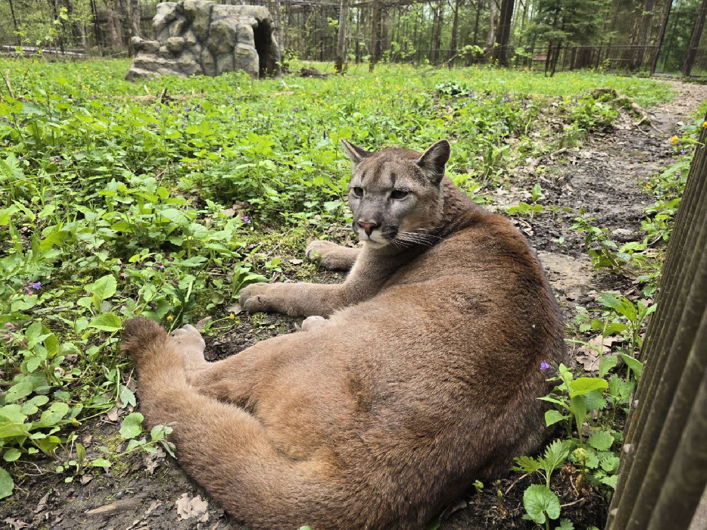 можайск, можайский муниципальный округ, подмосковье, парк тигров, подмосковный сафари-парк, хищные кошки, тигры, львы, туризм, туристы, туристическое место,