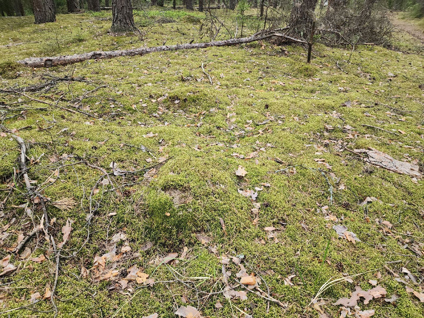 природа шатуры, шатурский край, шатурский округ, туристические маршруты,