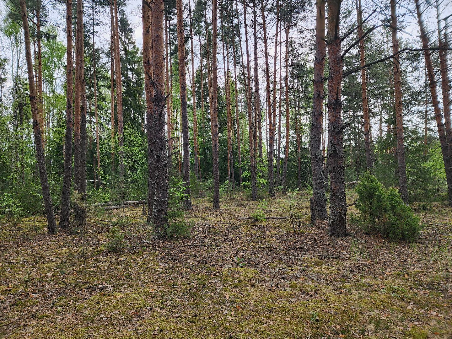 природа шатуры, шатурский край, шатурский округ, туристические маршруты,