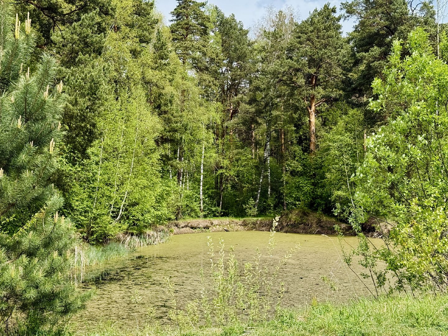 раменское, походы, Туризм, дети и родители,