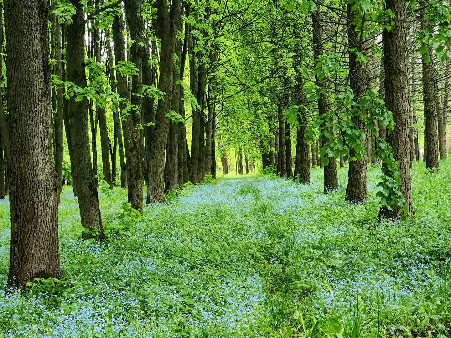 пущино, серпухов, экология, парки,