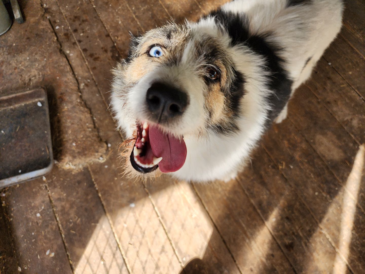 волонтер, Истра, щенки, котята, животные, спасение животных,