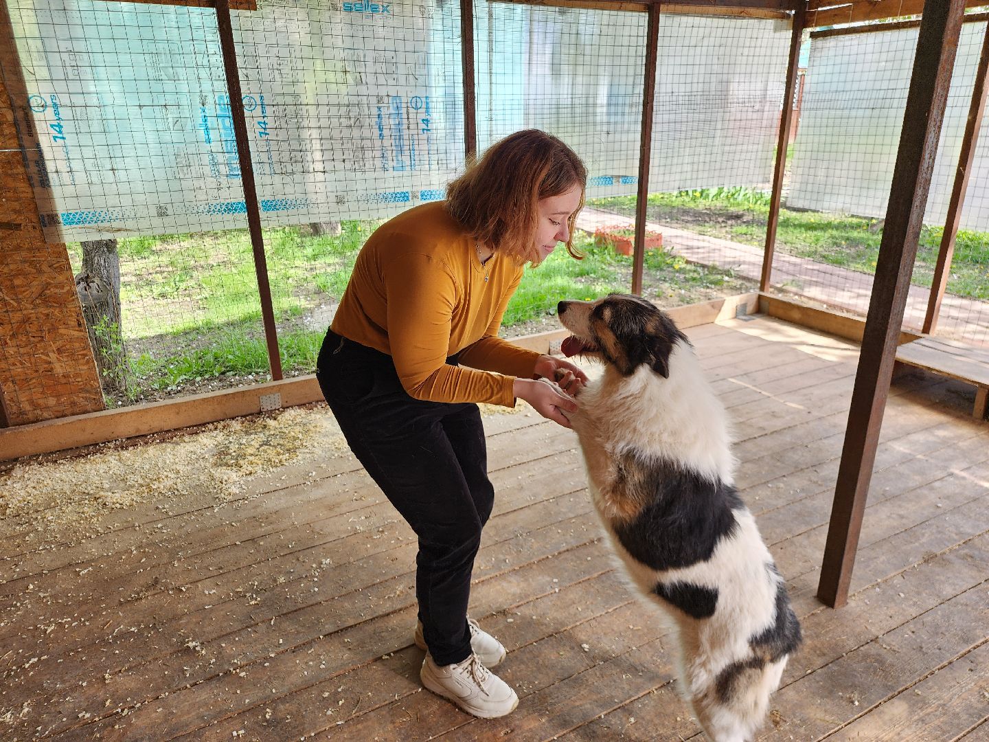 волонтер, Истра, щенки, котята, животные, спасение животных,