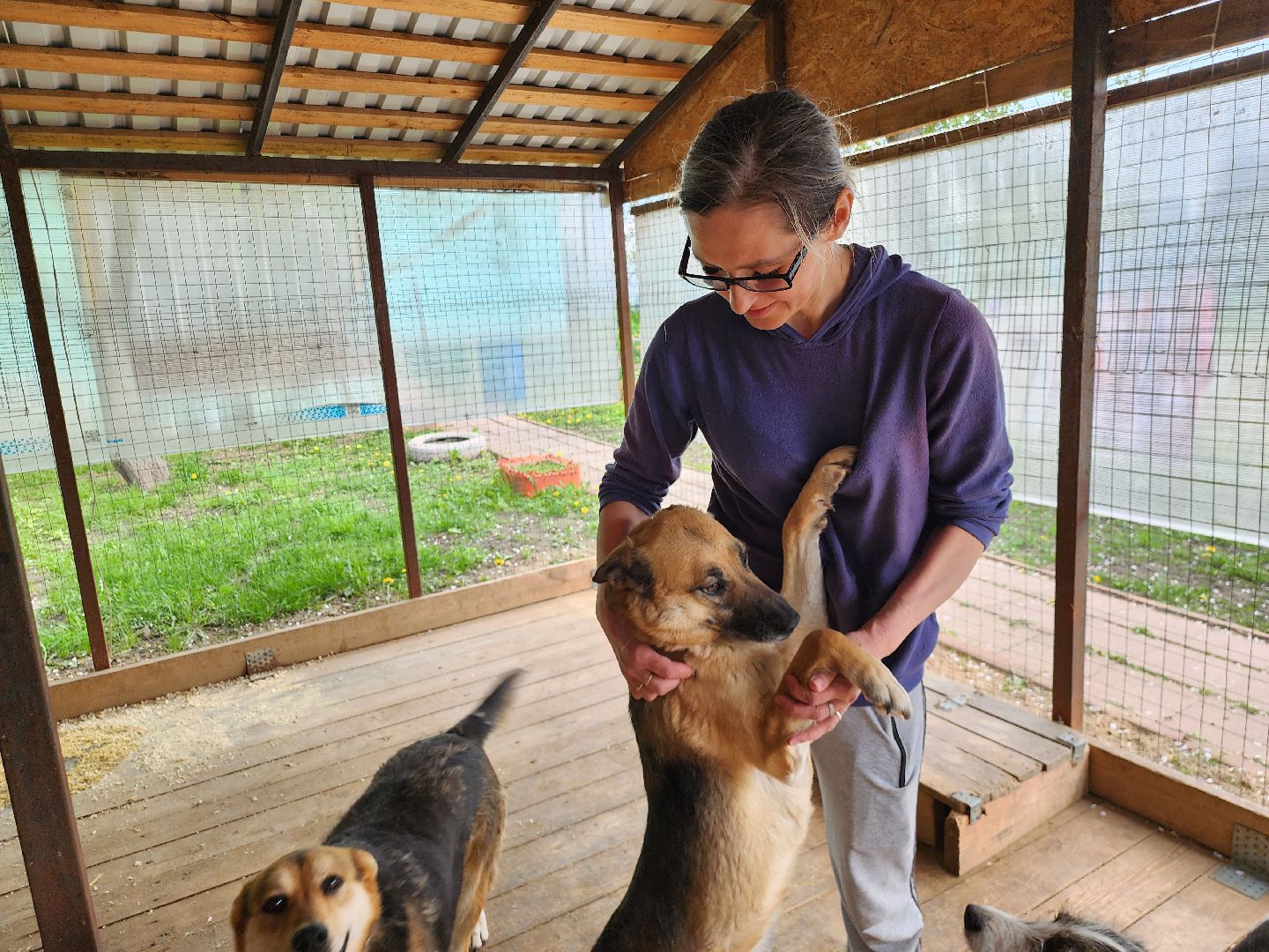 волонтер, Истра, щенки, котята, животные, спасение животных,