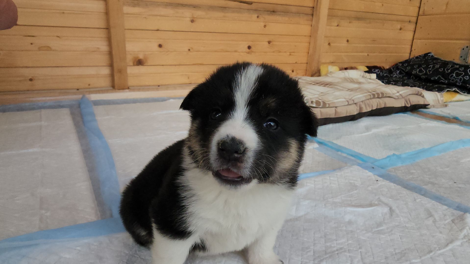 волонтер, Истра, щенки, котята, животные, спасение животных,