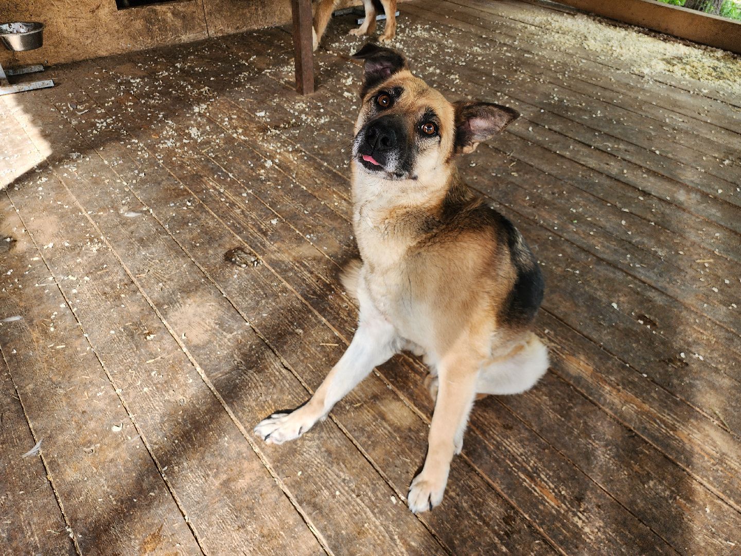 волонтер, Истра, щенки, котята, животные, спасение животных,