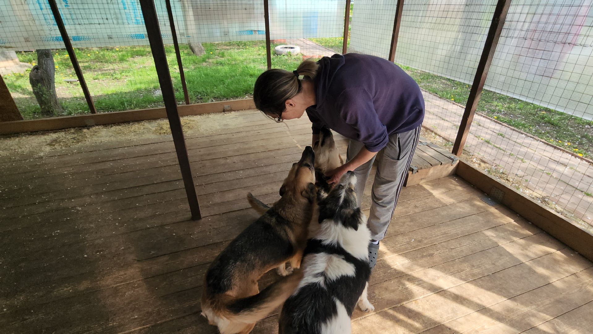 волонтер, Истра, щенки, котята, животные, спасение животных,