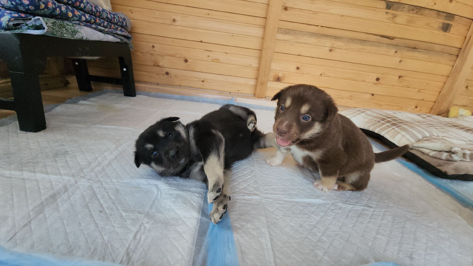 волонтер, Истра, щенки, котята, животные, спасение животных,