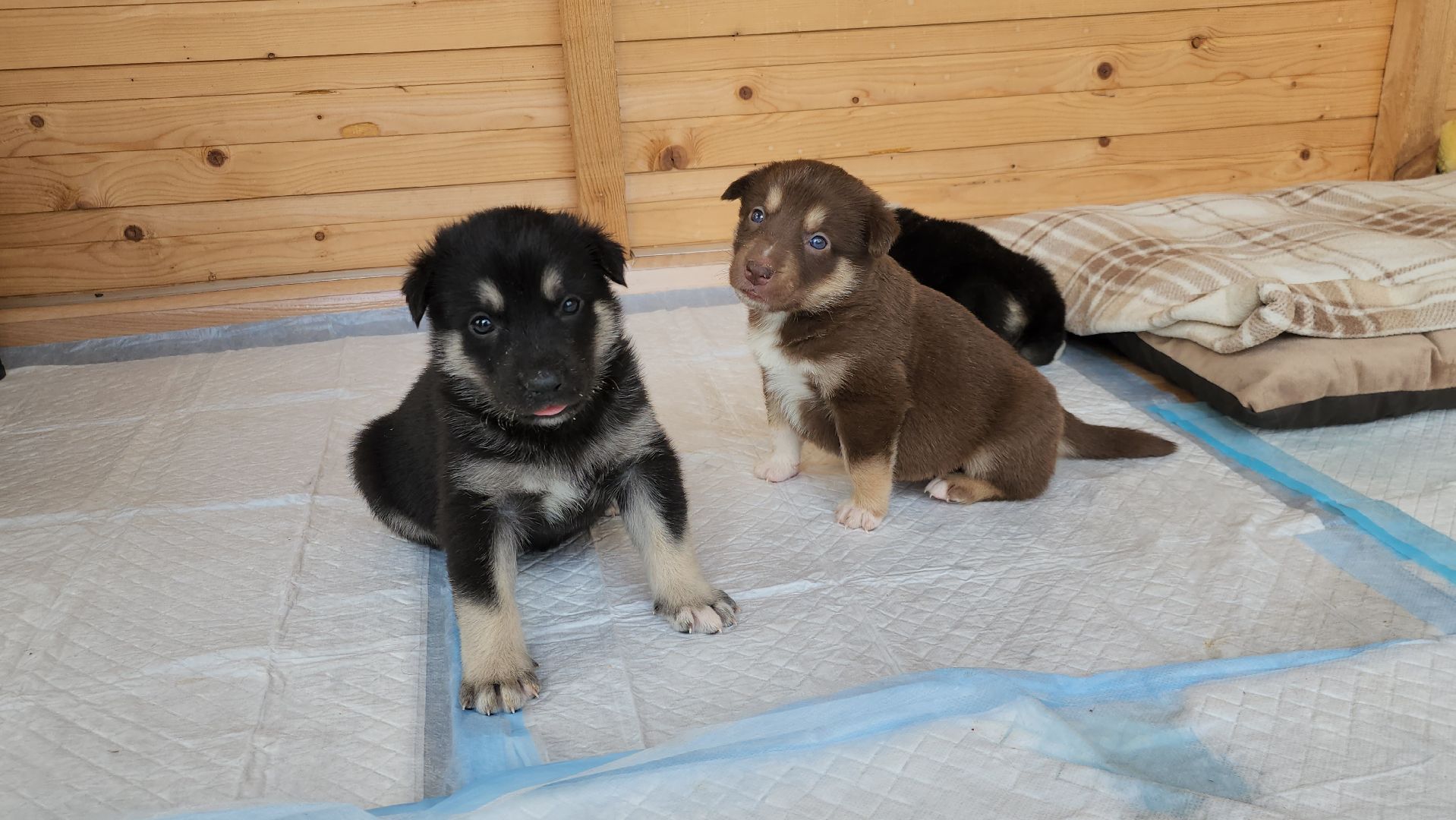 волонтер, Истра, щенки, котята, животные, спасение животных,