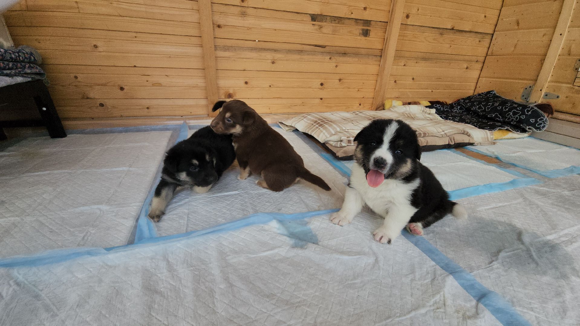 волонтер, Истра, щенки, котята, животные, спасение животных,