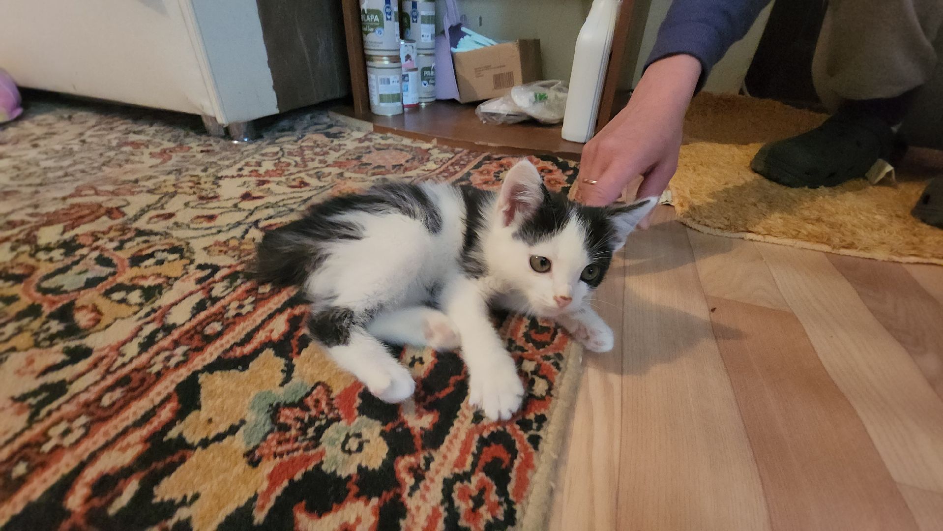 волонтер, Истра, щенки, котята, животные, спасение животных,