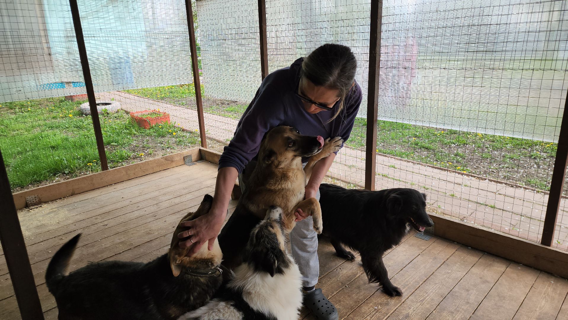 волонтер, Истра, щенки, котята, животные, спасение животных,