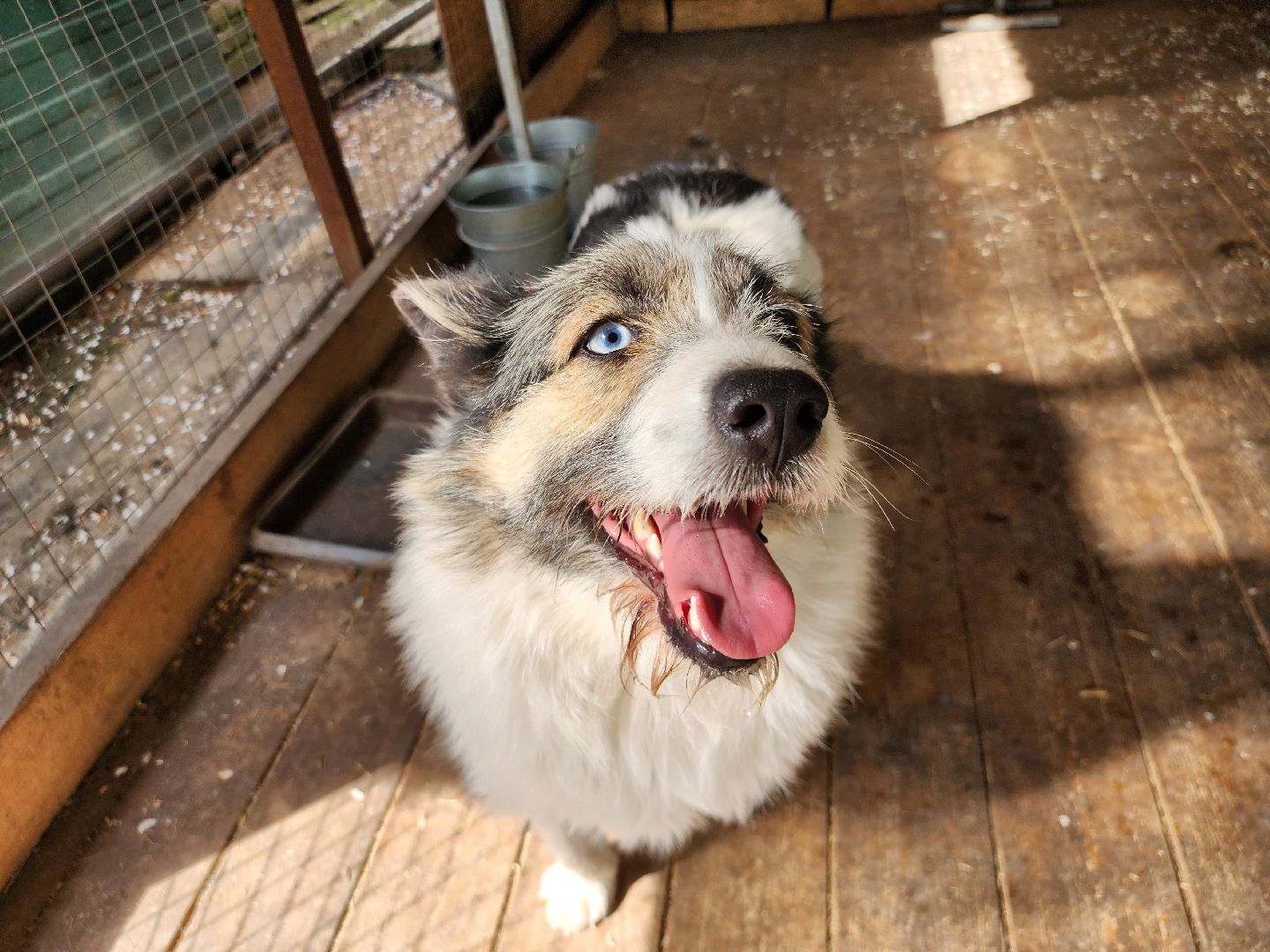 волонтер, Истра, щенки, котята, животные, спасение животных,