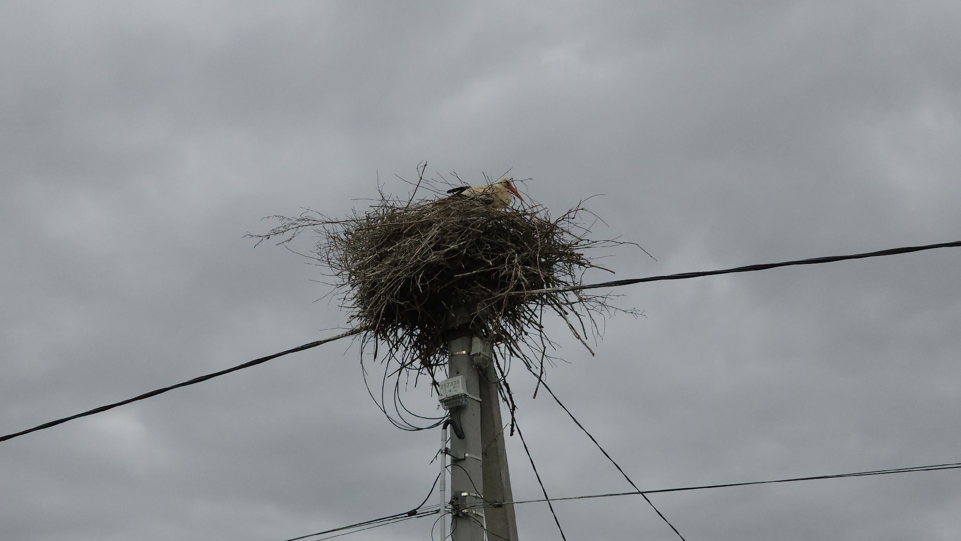 ступино, экология, аисты в подмосковье,