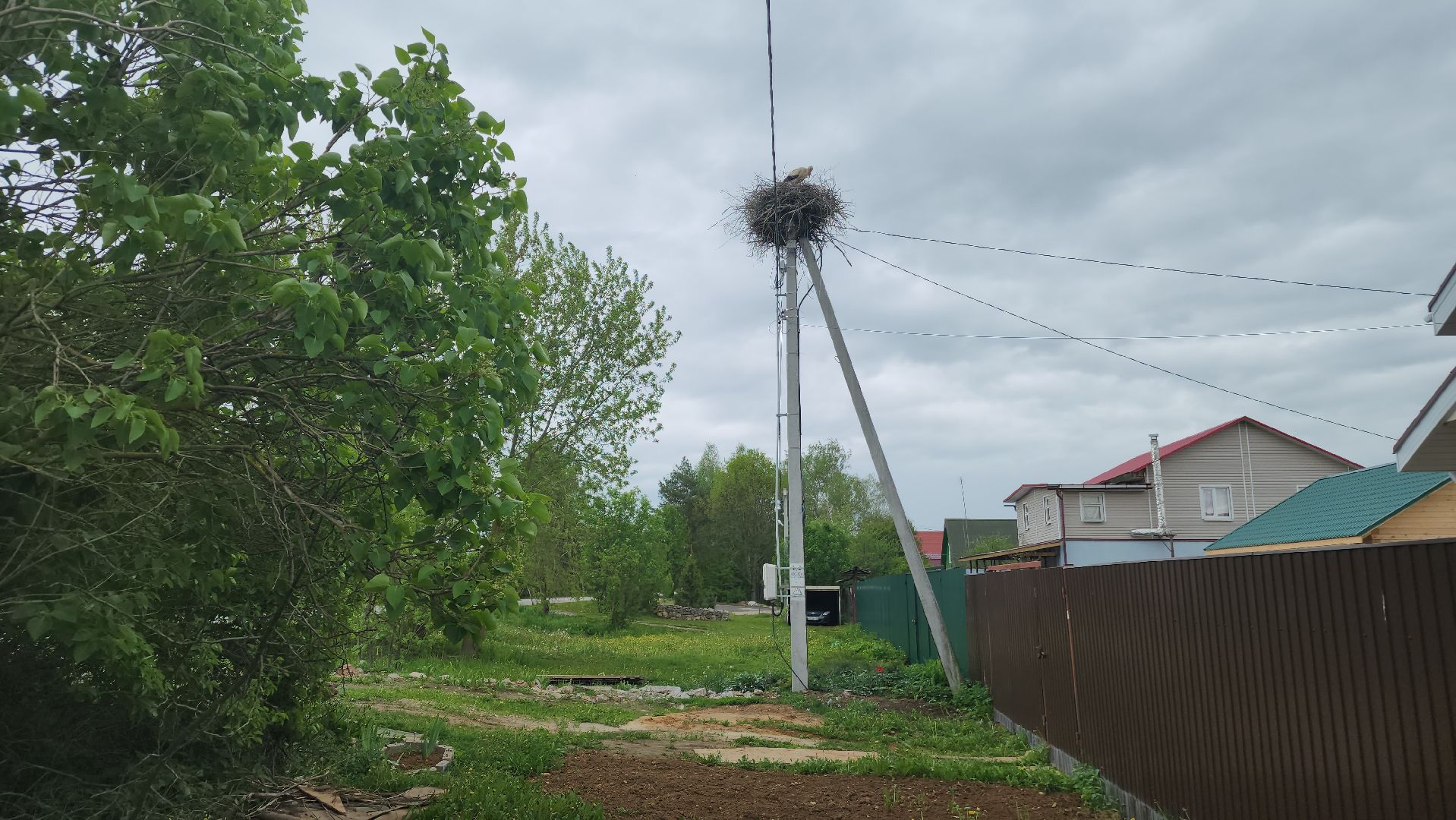 ступино, экология, аисты в подмосковье,