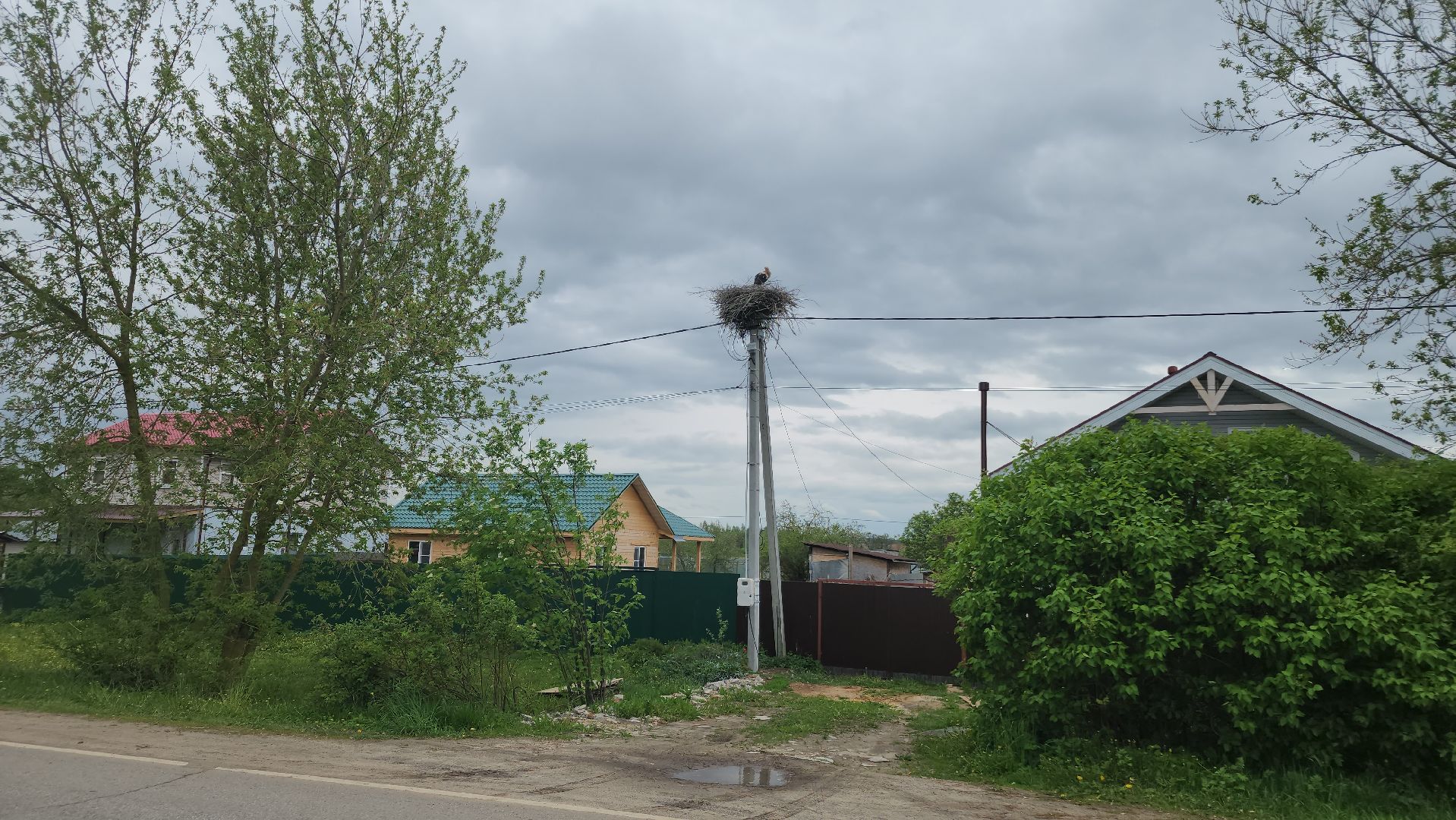 ступино, экология, аисты в подмосковье,