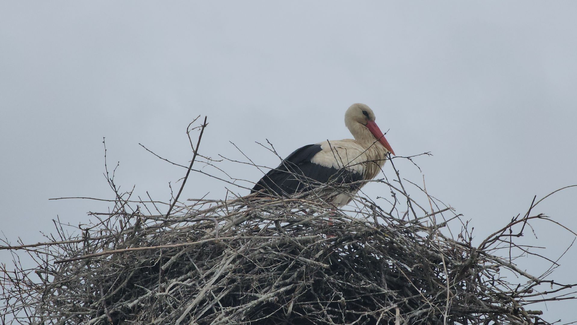 ступино, экология, аисты в подмосковье,
