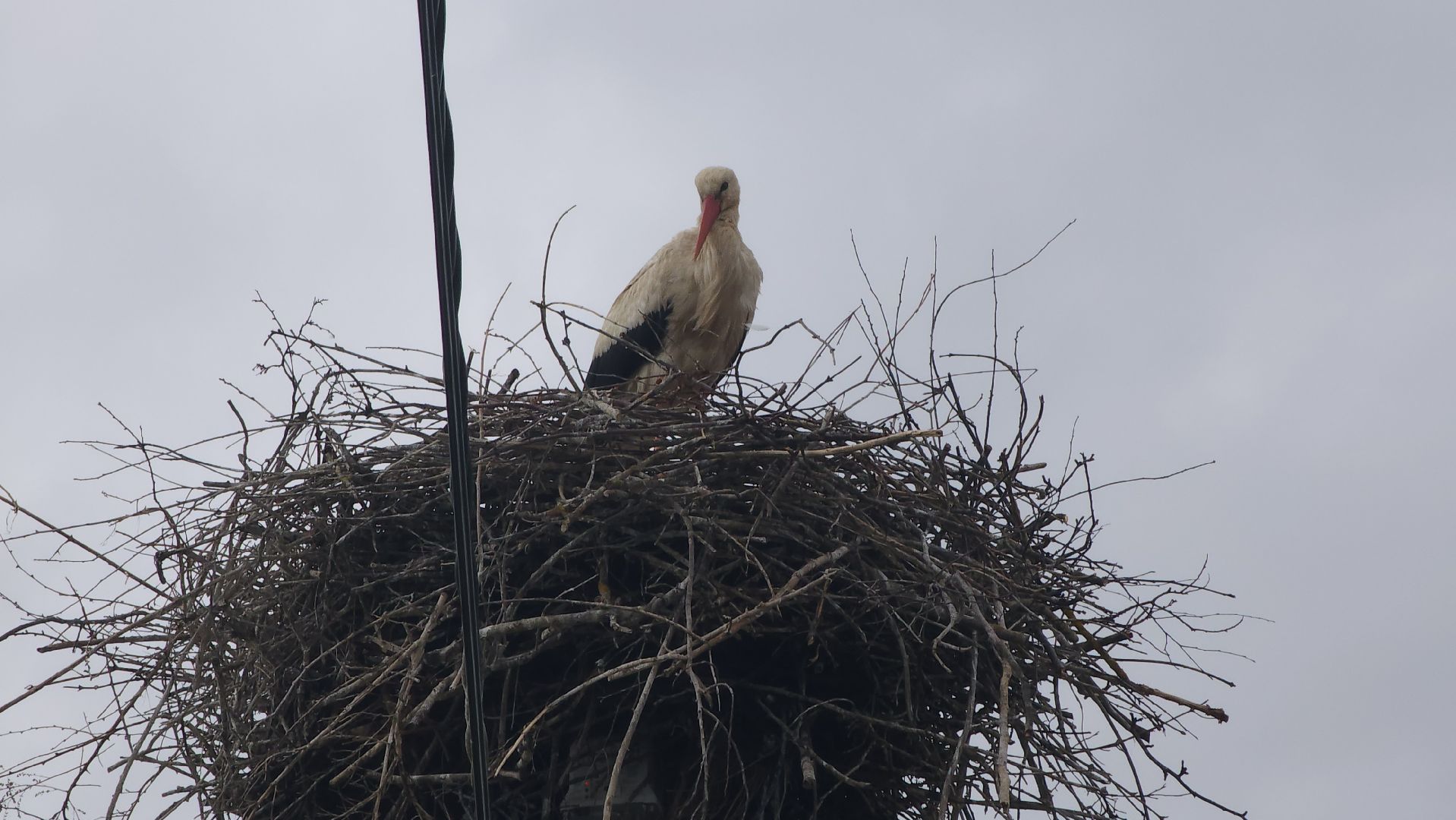 ступино, экология, аисты в подмосковье,