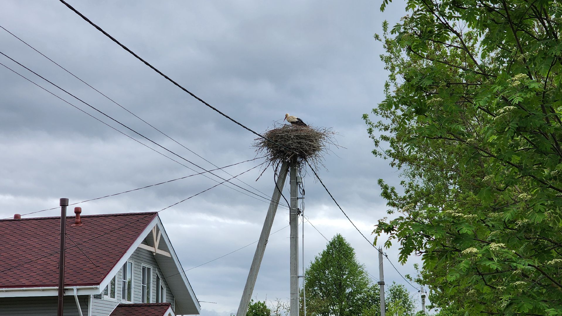 ступино, экология, аисты в подмосковье,
