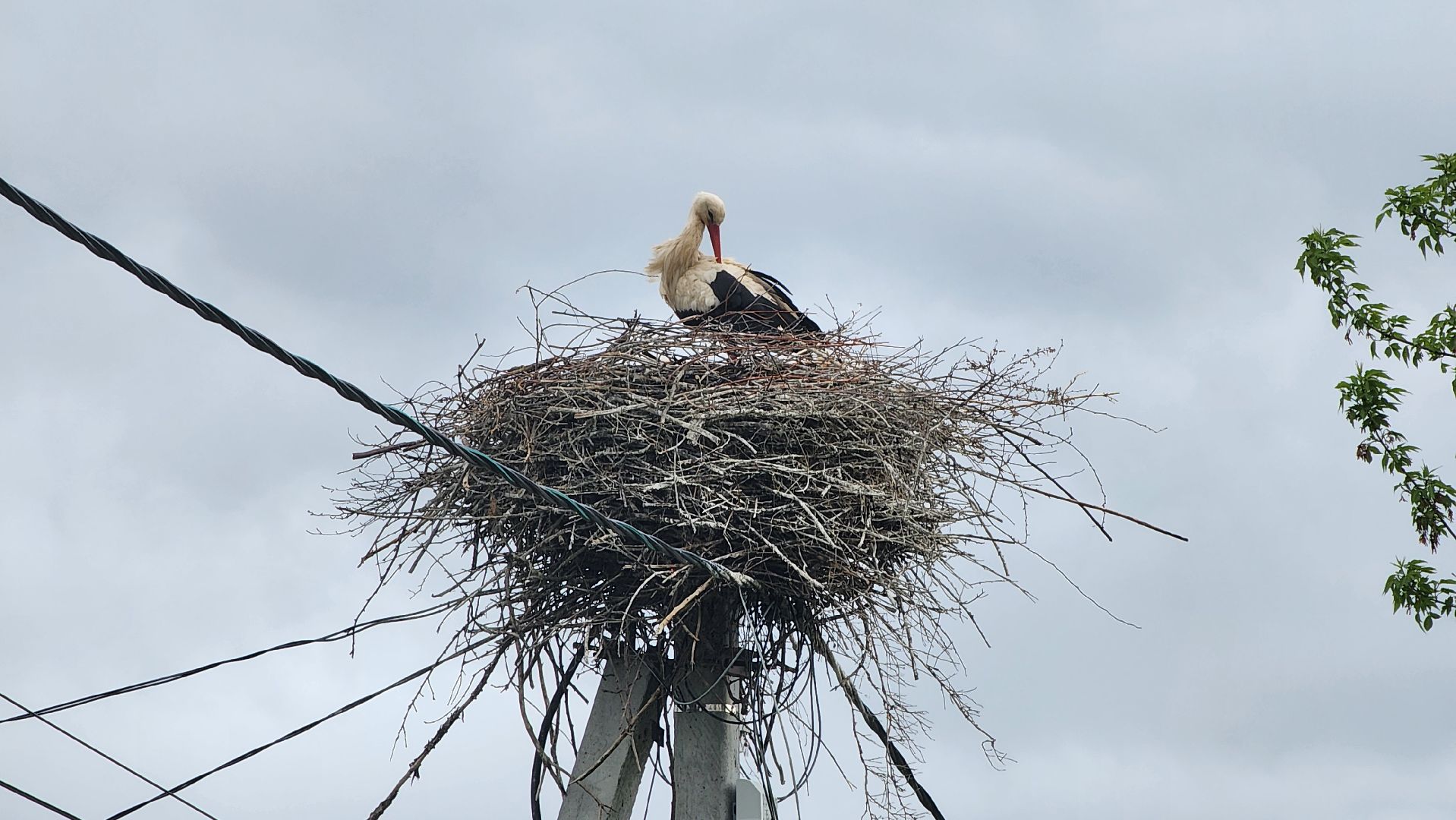ступино, экология, аисты в подмосковье,