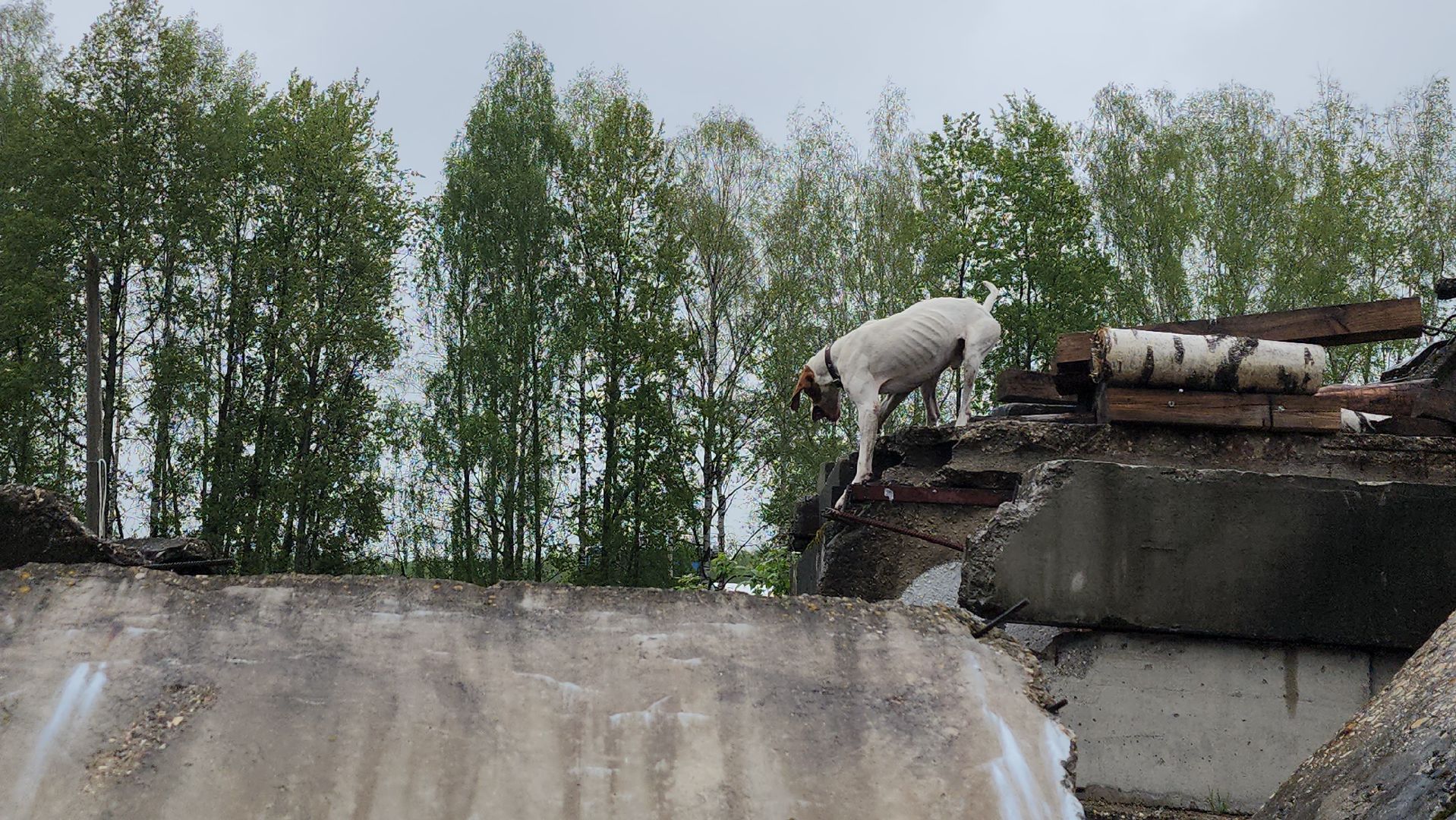 учения спасателей, корпус сил и средств стран снг,   МЧС, ногинск, богородский городской округ,