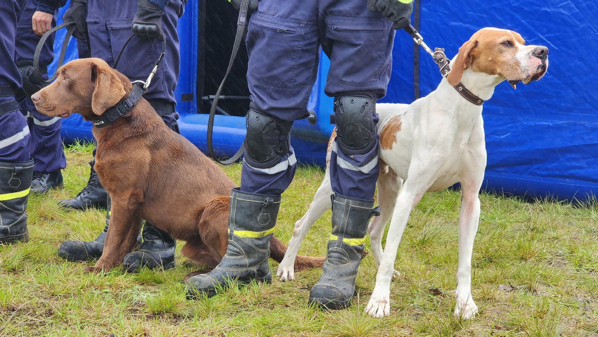 учения спасателей, корпус сил и средств стран снг,   МЧС, ногинск, богородский городской округ,