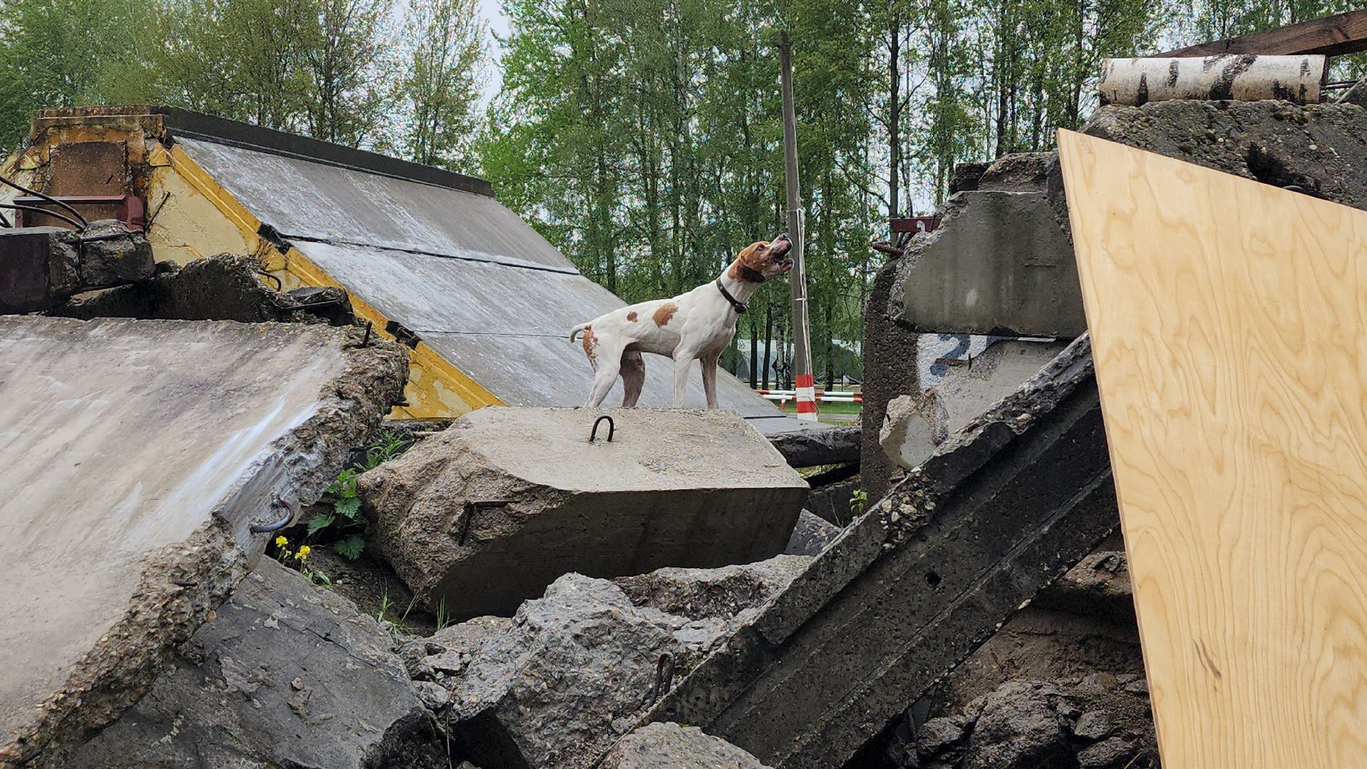 учения спасателей, корпус сил и средств стран снг,   МЧС, ногинск, богородский городской округ,