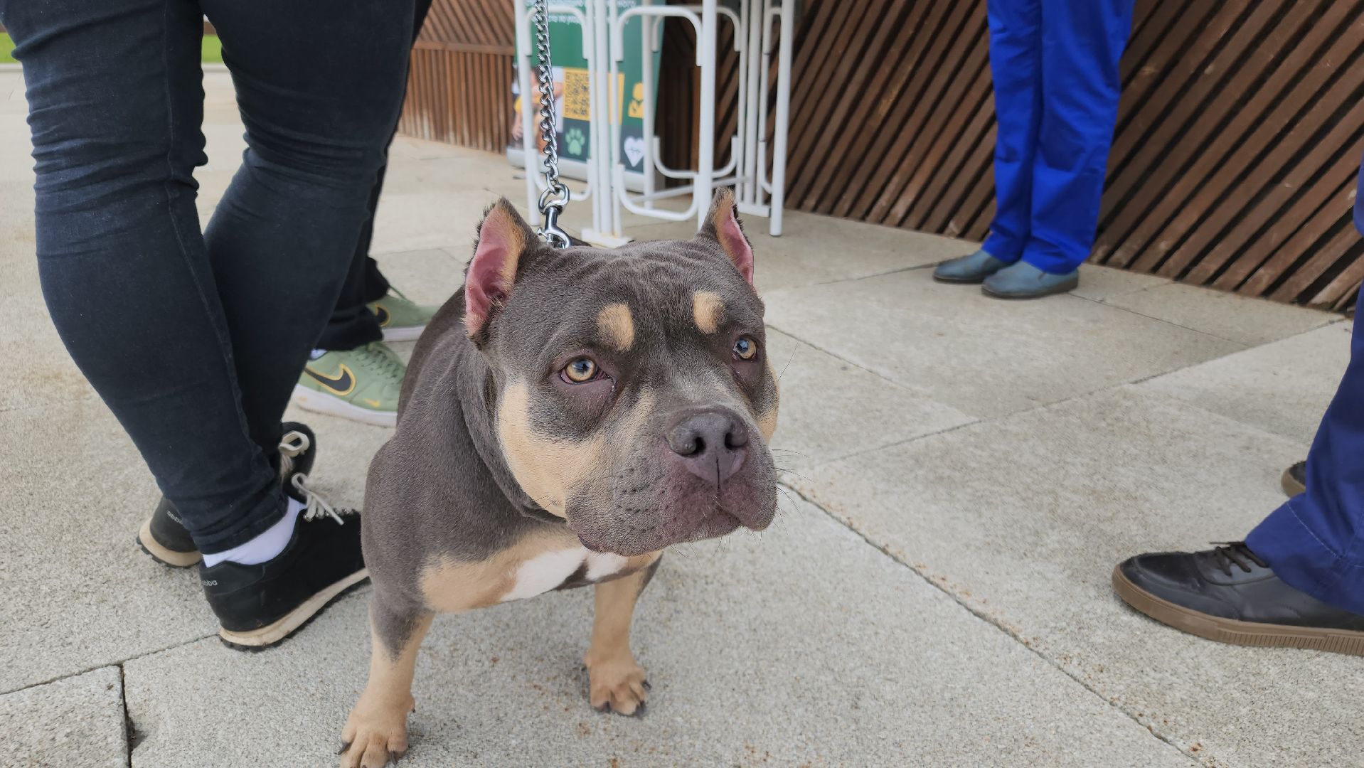 чипирование домашних животных, орехово-зуевский округ, ликино-дулево,