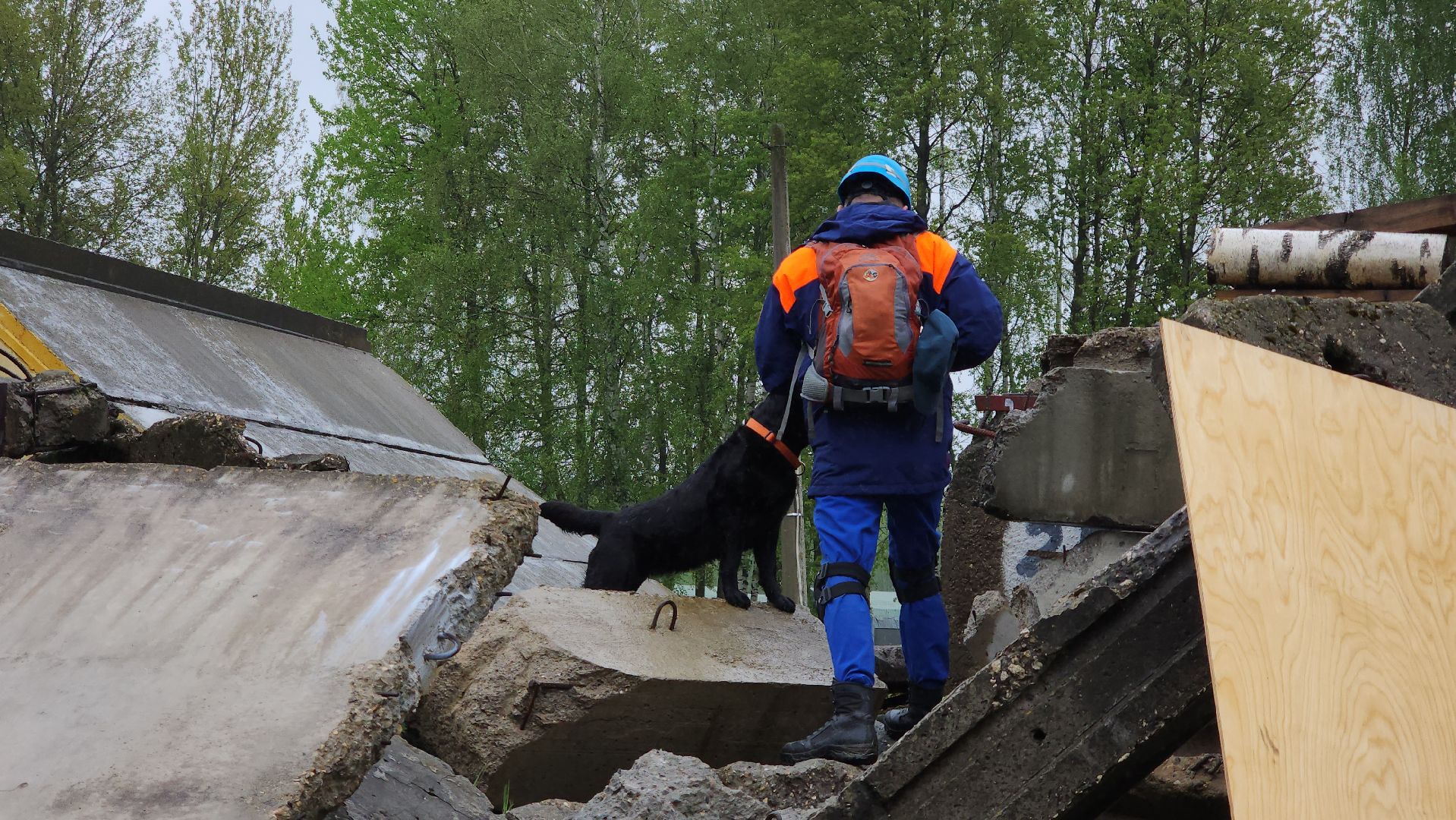 учения спасателей, кинолог, международные учения СНГ, ногинск, богородский городской округ,