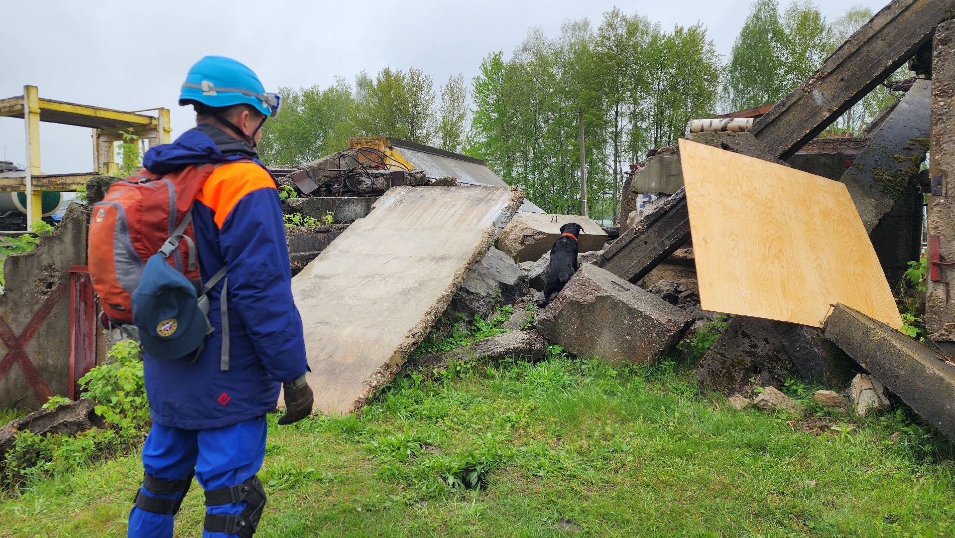 учения спасателей, кинолог, международные учения СНГ, ногинск, богородский городской округ,
