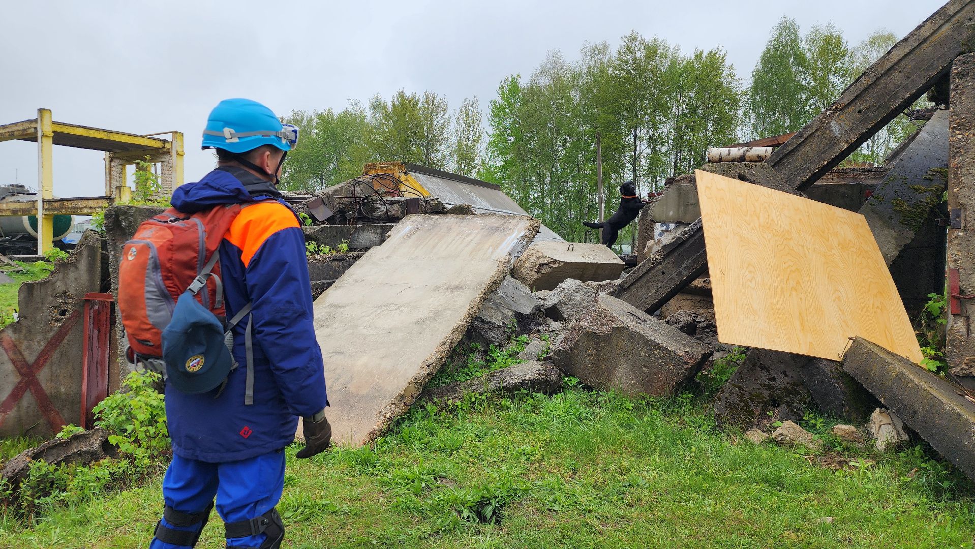 учения спасателей, кинолог, международные учения СНГ, ногинск, богородский городской округ,