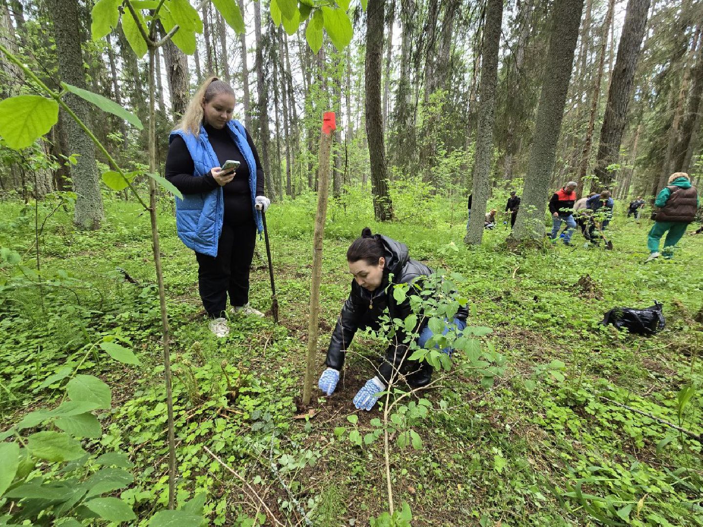 можайск, можайский муниципальный округ, подмосковье, дерево жизни, экологический проект, экология, сажаем правильно, передаем память,