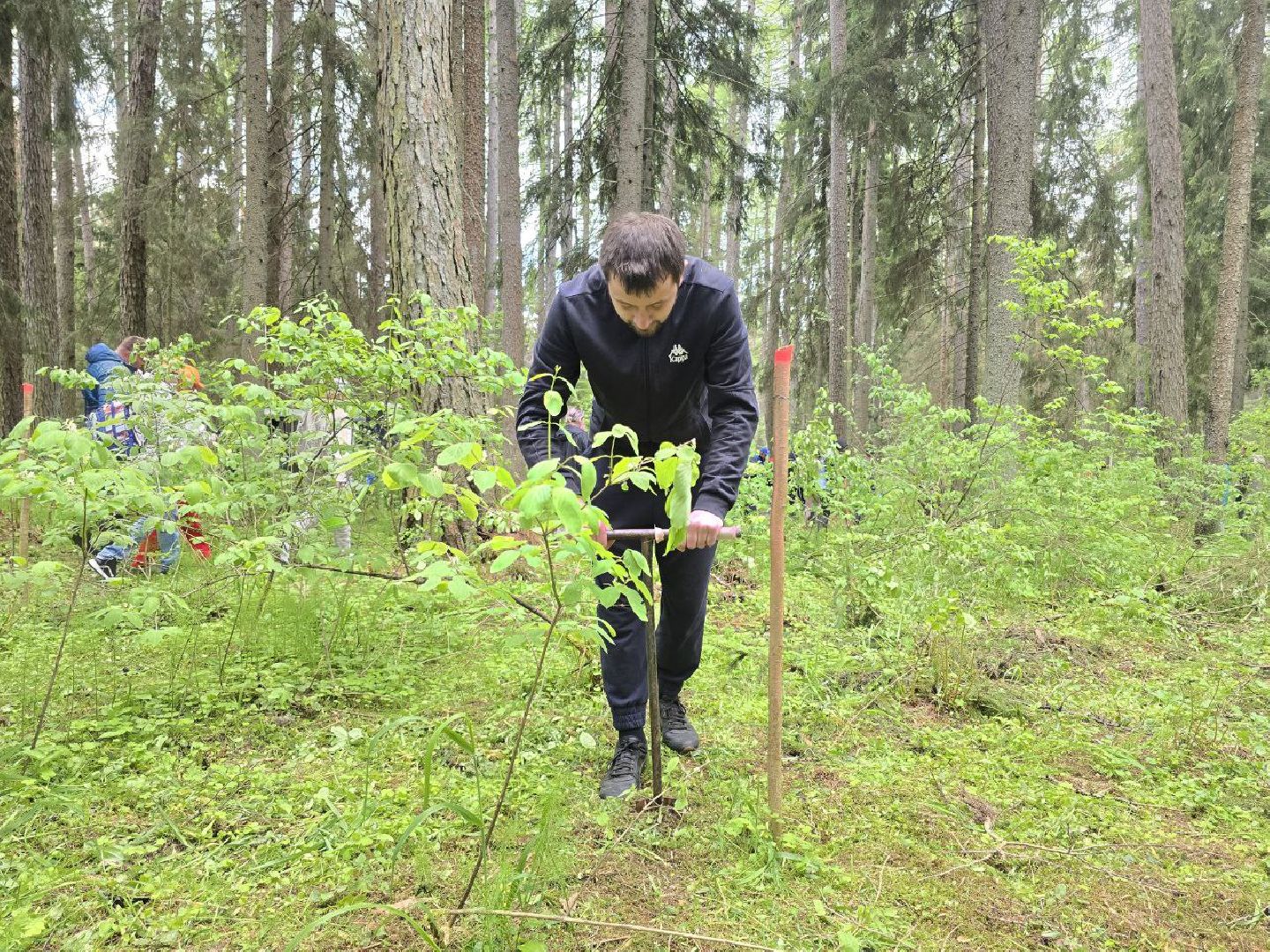 можайск, можайский муниципальный округ, подмосковье, дерево жизни, экологический проект, экология, сажаем правильно, передаем память,